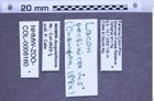 Etiketten zu Lacon pectinicornis (NHMW-ZOO-COL-0008160)